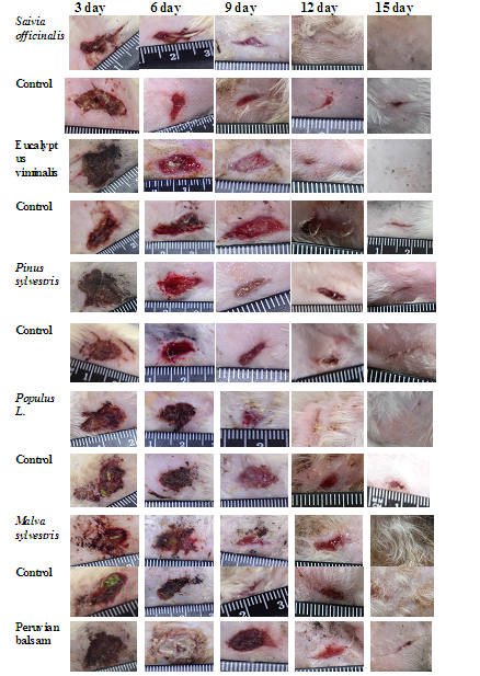 WOUND HEALING POTENTIAL OF COMPOSITE DRESSING FROM NANO-SORBENT CARBONIZED RICE HUSK WITH TRADICINAL MEDICINAL PLANT EXTRACTS