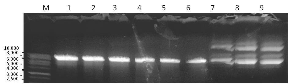 MOLECULAR DESIGN AND CLONING OF SCRAMBLED SMALL-HAIRPIN RNA FOR KNOCKING DOWN HUMAN GELATINASE B (17-23)
